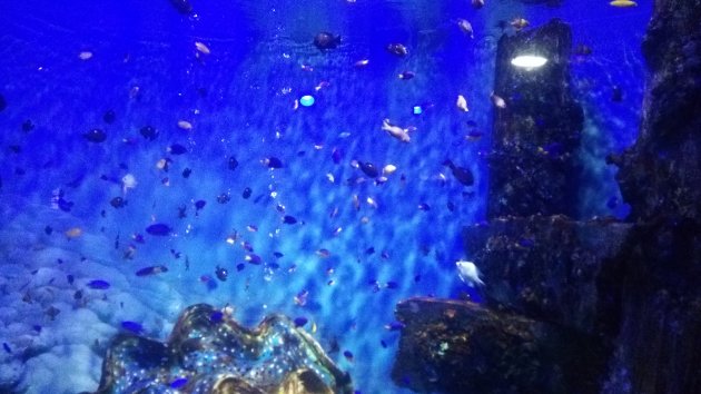 SEA LIFE釜山アクアリウムにある水槽